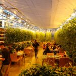 קולינריה באיסלנד