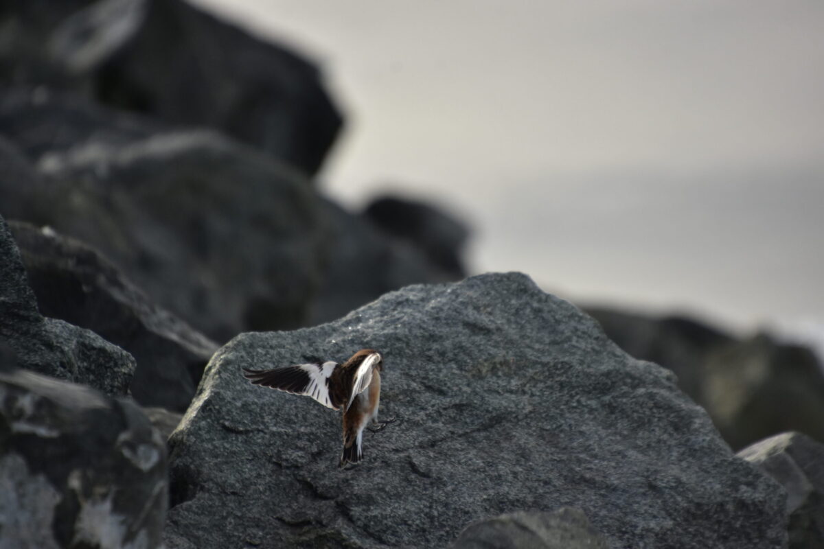 הרי געש ואזורים וולקניים – מכתש קריד – Kerið