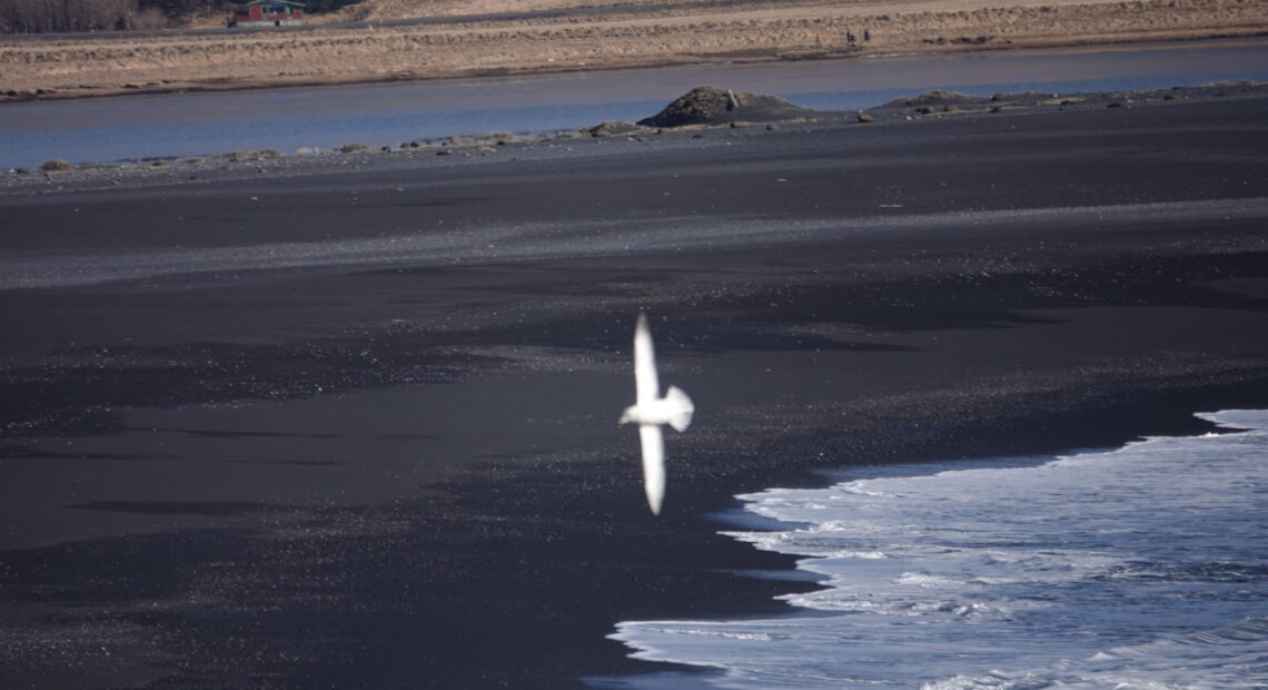 שחף דואה על רקע חוף שחור