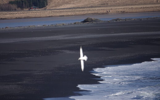 שחף דואה על רקע חוף שחור